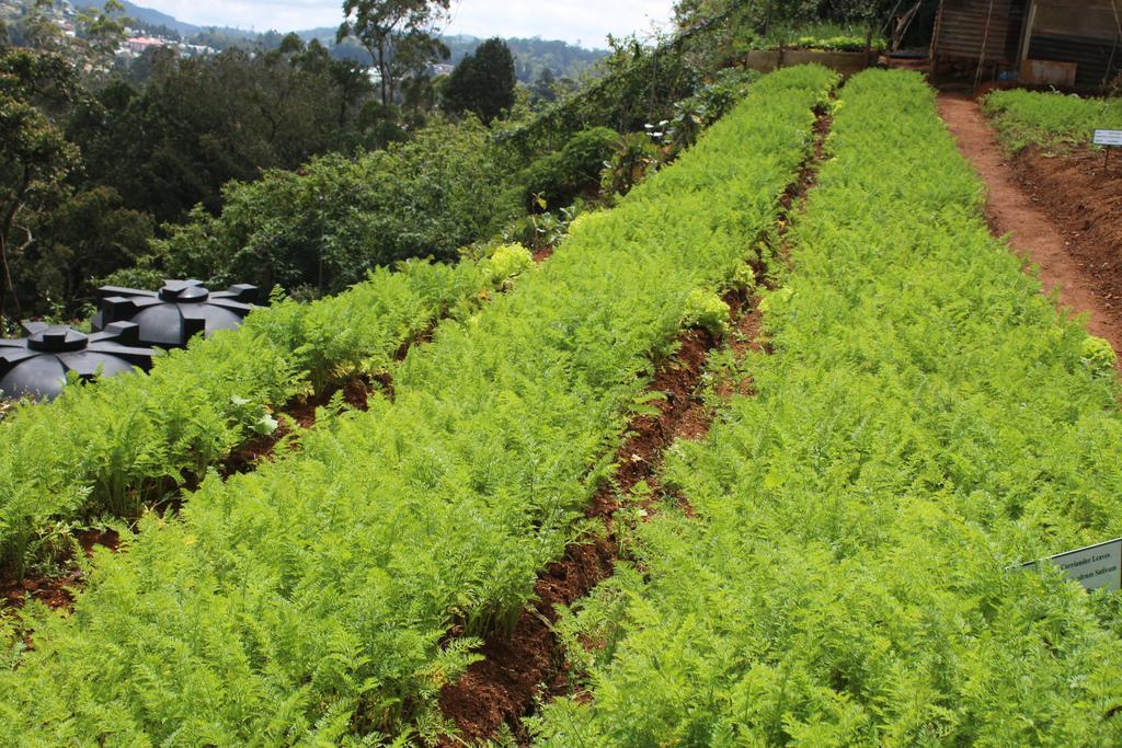 Serene Villa Nuwara Eliya Buitenkant foto