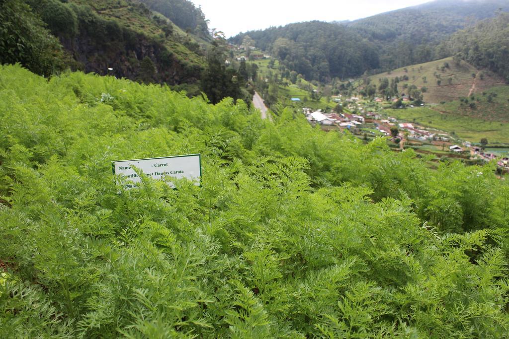 Serene Villa Nuwara Eliya Buitenkant foto