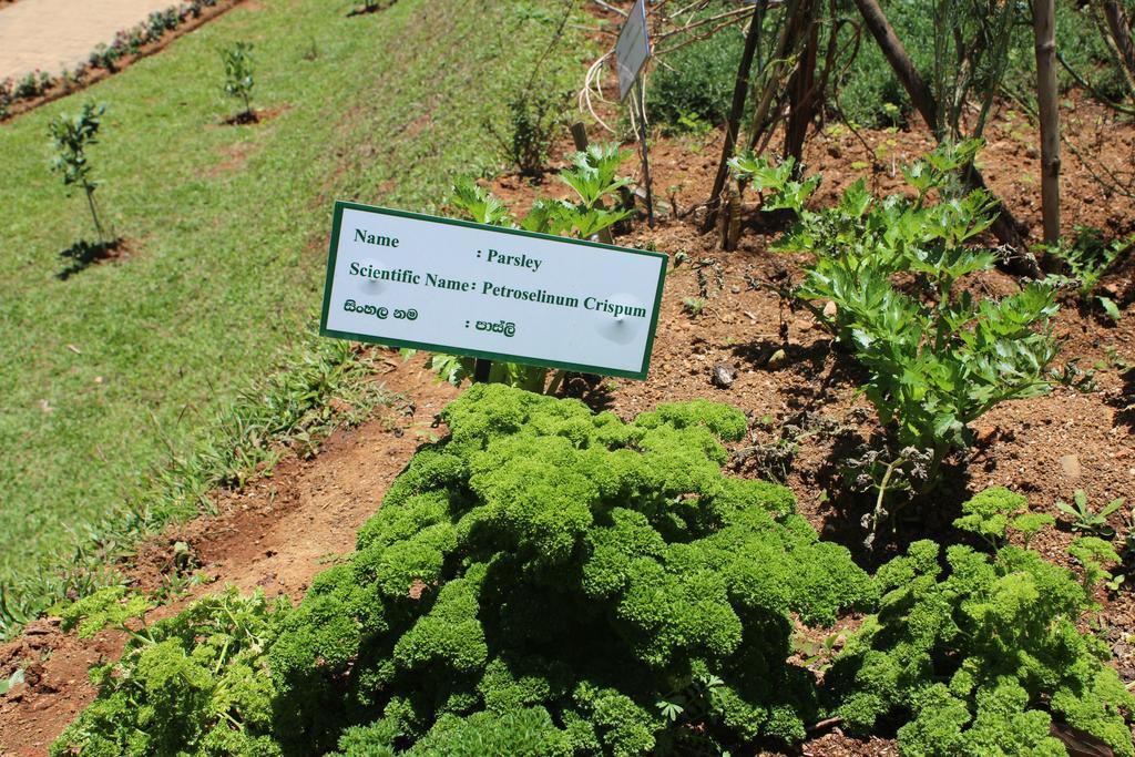 Serene Villa Nuwara Eliya Buitenkant foto